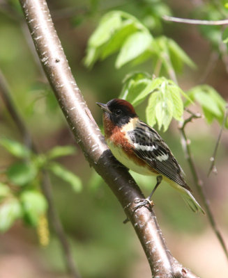 Bay-breasted Warbler 4