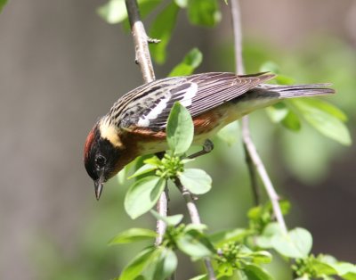 Bay-breasted Warbler 5