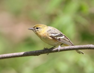 Bay-breasted Warbler 9