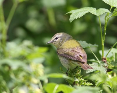 Tennessee Warbler