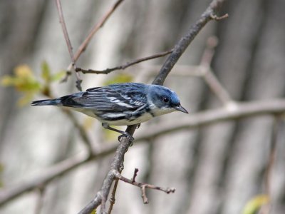 Cerulean Warbler