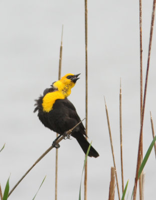 Yellow-headed Blackbird 3