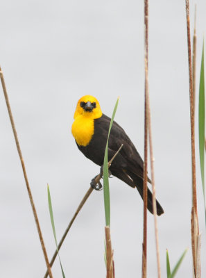 Yellow-headed Blackbird 4
