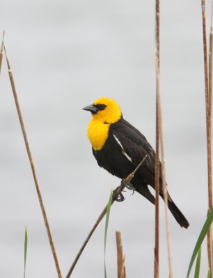 Yellow-headed Blackbird 5