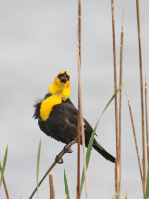 Yellow-headed Blackbird 6