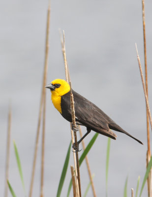 Yellow-headed Blackbird 7