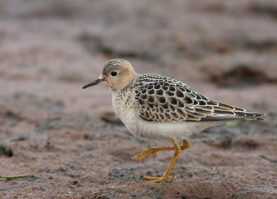 Buff-breasted Sandpiper