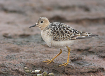 Buff-breasted Sandpiper 2