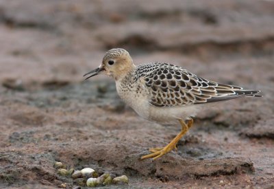 Buff-breasted Sandpiper 3