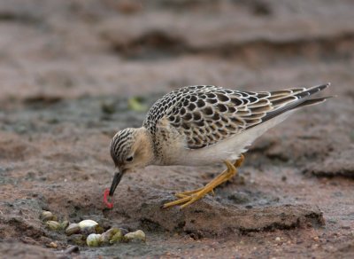 Buff-breasted Sandpiper 4