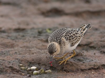 Buff-breasted Sandpiper 6