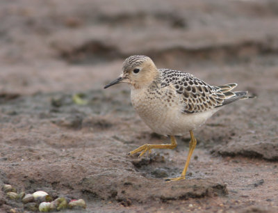 Buff-breasted Sandpiper 7