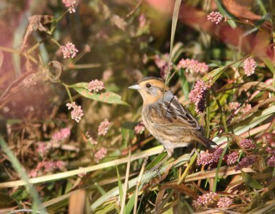 Nelson's Sparrow 4