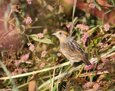 Nelson's Sparrow 5