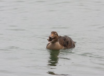 King Eider 3