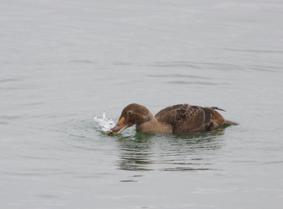 King Eider 4