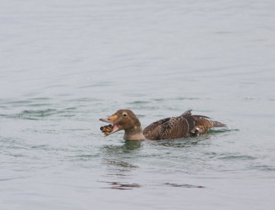 King Eider 5