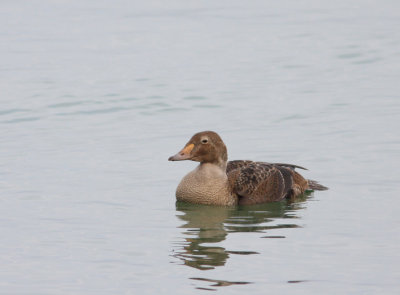 King Eider 7