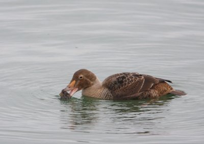 King Eider 8