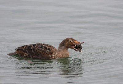 King Eider 9