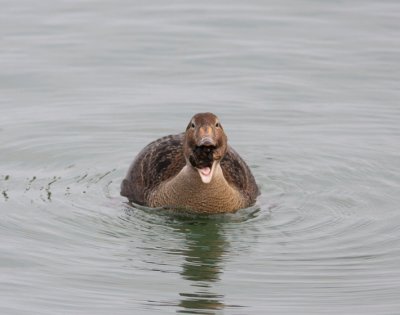 King Eider 10