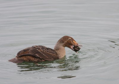 King Eider 11