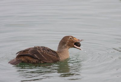 King Eider 12
