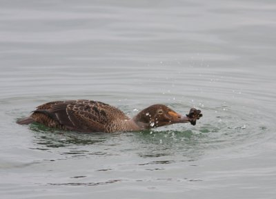 King Eider 13