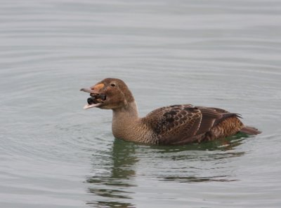 King Eider 14
