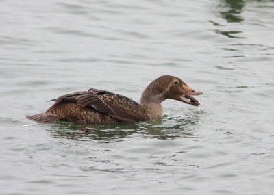 King Eider