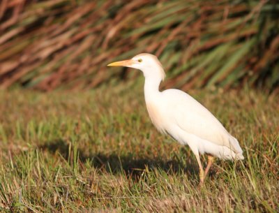 Cattle Egret 2