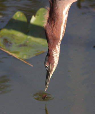 Green Heron