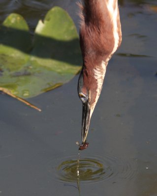 Green Heron 2