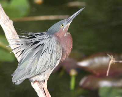 Green Heron 3