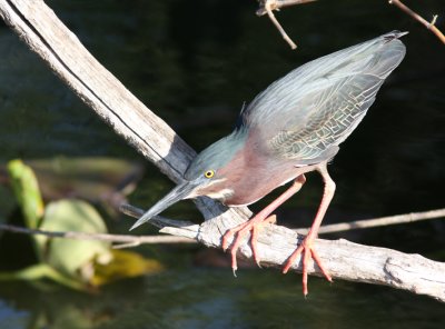 Green Heron 4