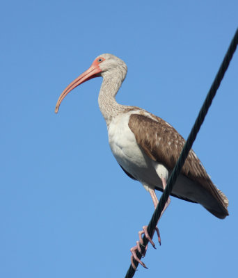White Ibis