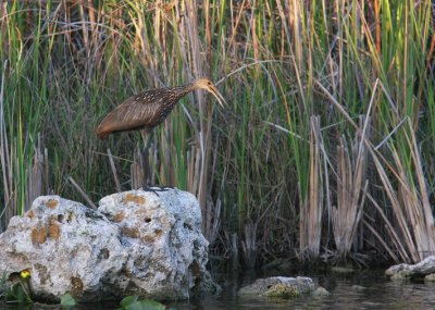 Limpkin 2
