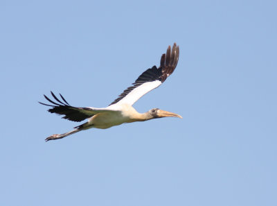 Wood Stork