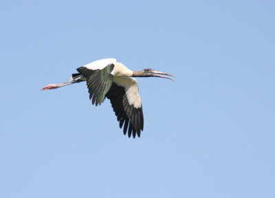 Wood Stork 2
