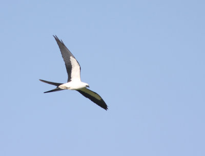 Swallow-tailed Kite 2