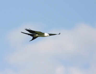 Swallow-tailed Kite 3