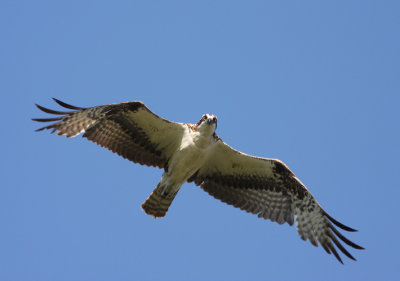 Osprey