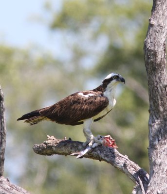 Osprey 3