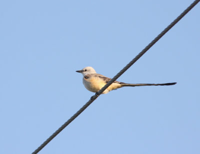 Scissor-tailed Flycatcher