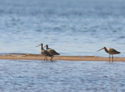 Marbled Godwits