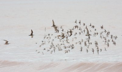 Assorted shorebirds