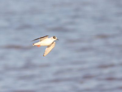 Little Gull