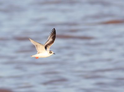 Little Gull 2