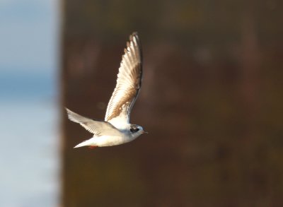 Little Gull 3