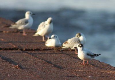Little Gull 4